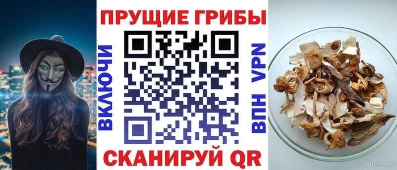 Псилоцибиновые грибы Magic Shrooms  как найти закладки  darknet наркотические препараты  Каневская 